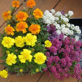 Crunch Time at the Homestead Image